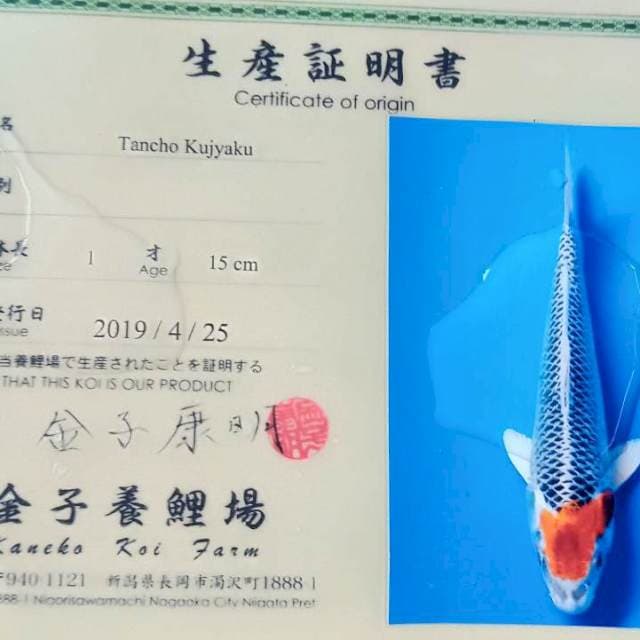 Tancho kujaku import kaneko serty