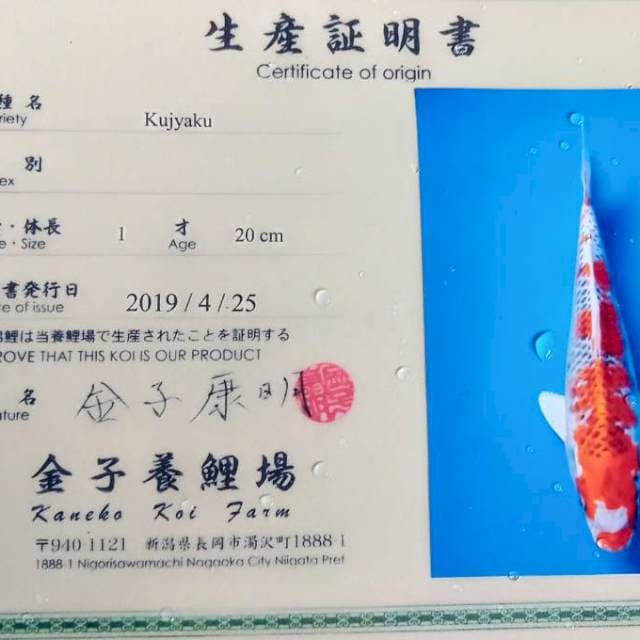 Kujaku kaneko serty import