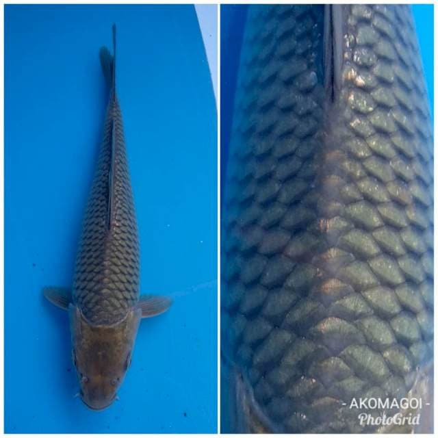 Soragoi (biru kehijauan)