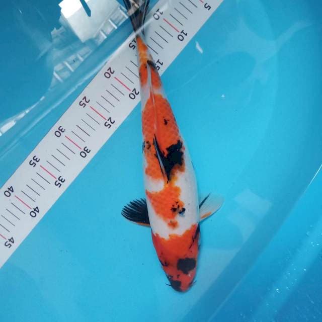 Original showa 38cm