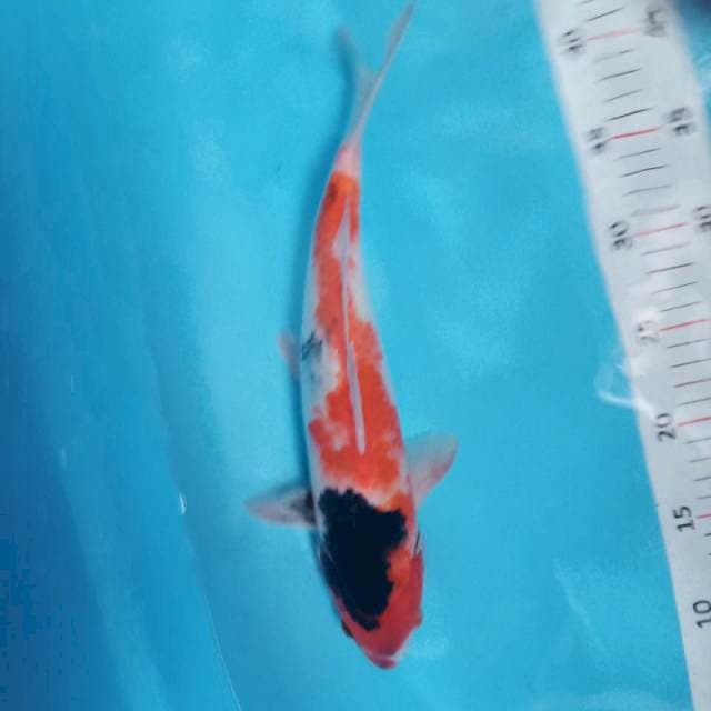 Original showa 35cm