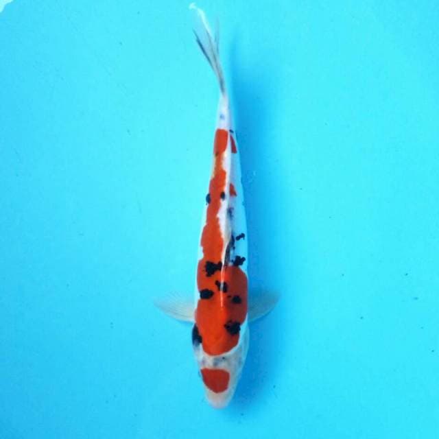 2. Maruten Sanke Doitsu Ori || 26 cm
