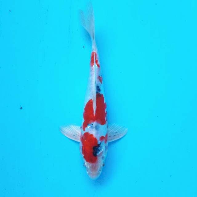 3. Heisei Nishiki Mantap || 22 cm