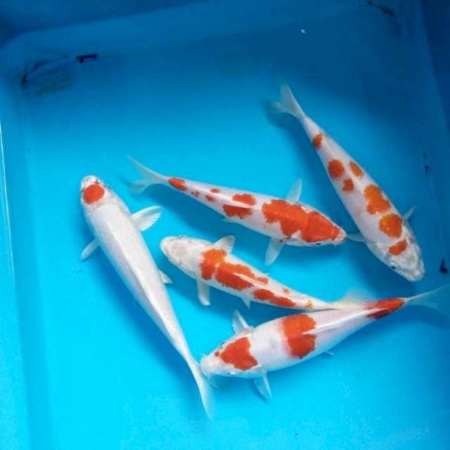 kikushui