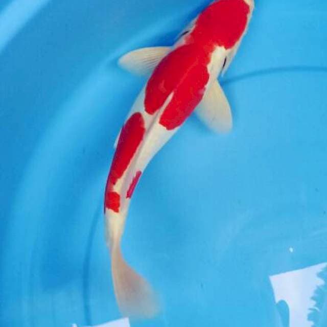 Kohaku Ditsu Murni