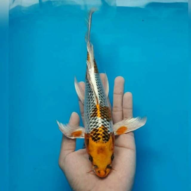 KUMPAI GIWANG