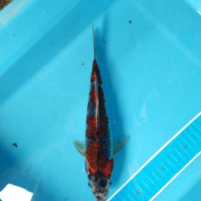 Benigingga