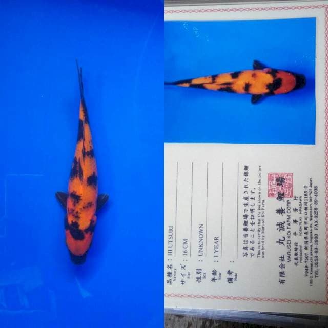 Hiutsuri import marusei
