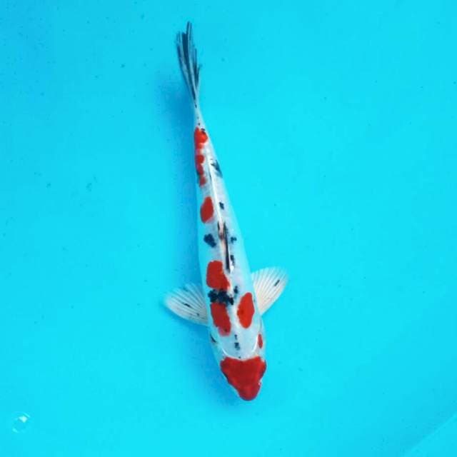Doit Maruten sanke*29cm
