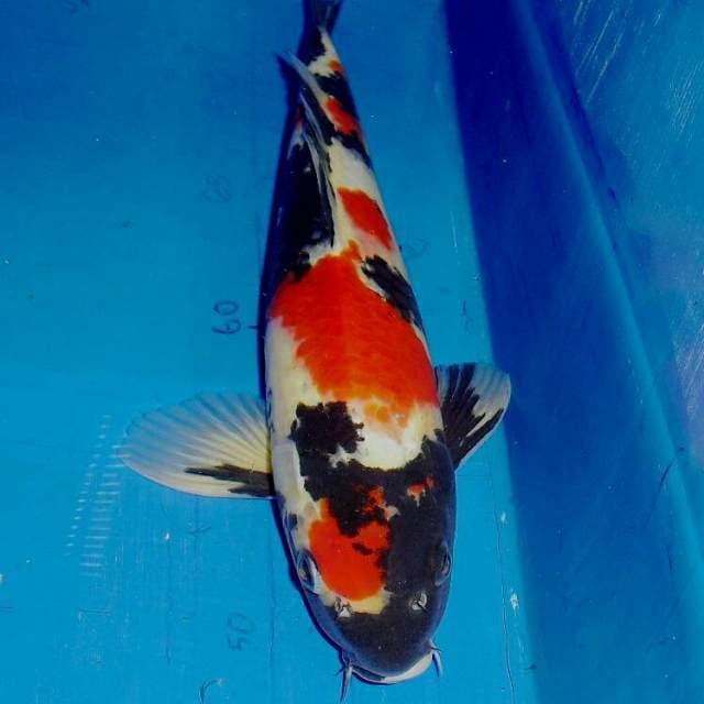 Showa Sanshoku