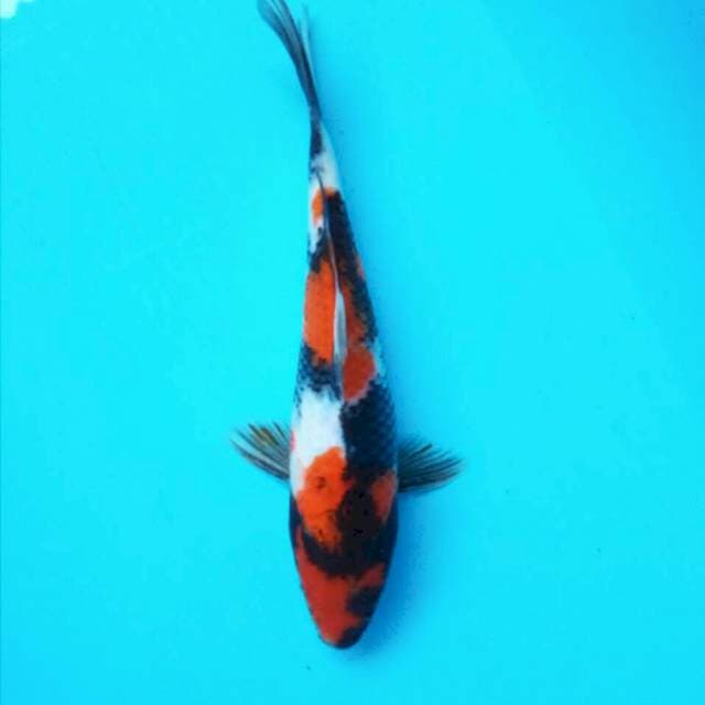 Showa*26cm
