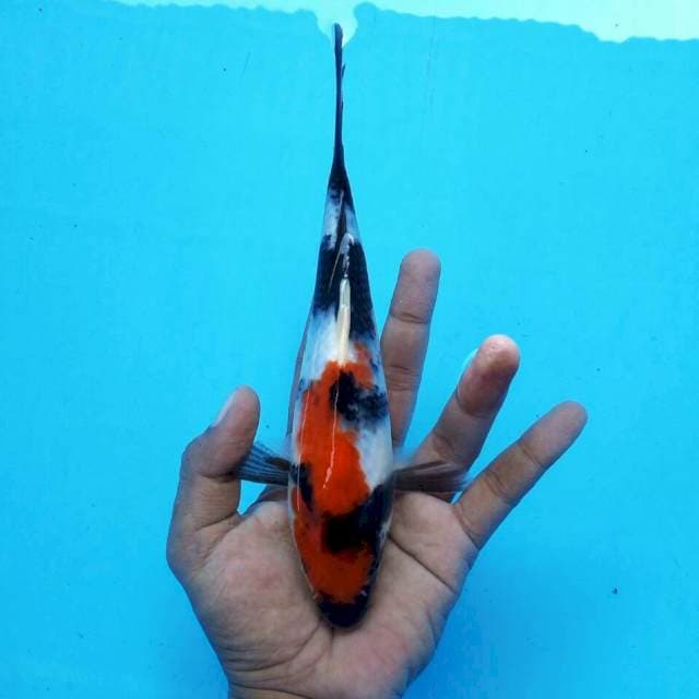Showa*23cm
