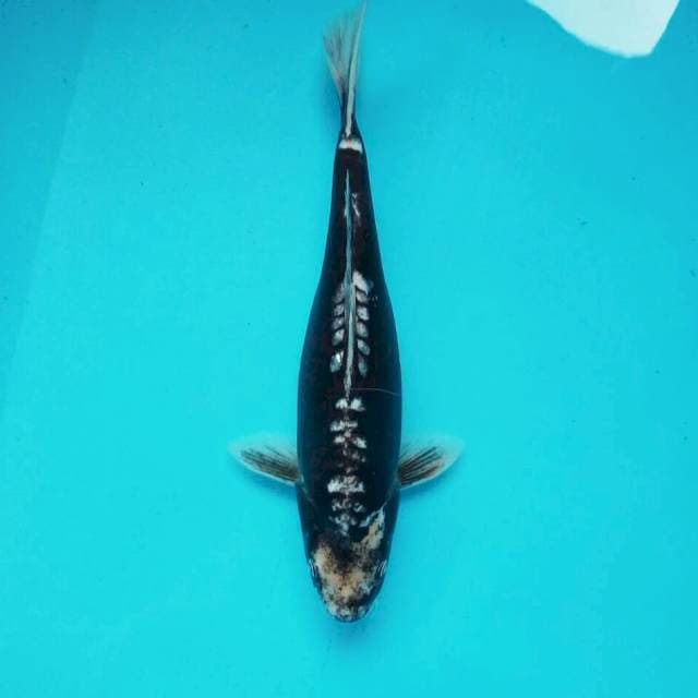 Yotsujiro*35cm