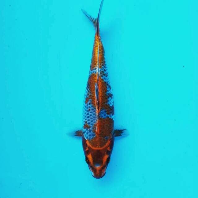 Gingga*30cm