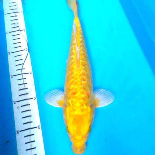 GOLD ARAGOKE GINRIN