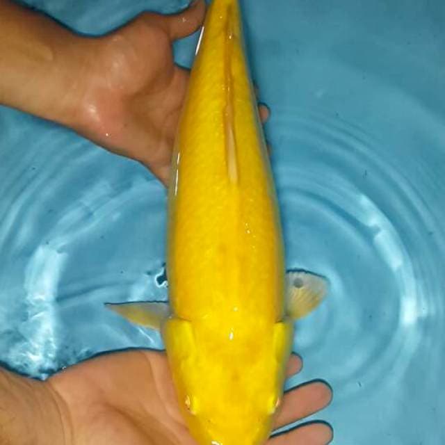 karasi mata merah 46 cm