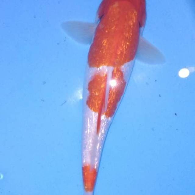 Kohaku ginrin 27cm
