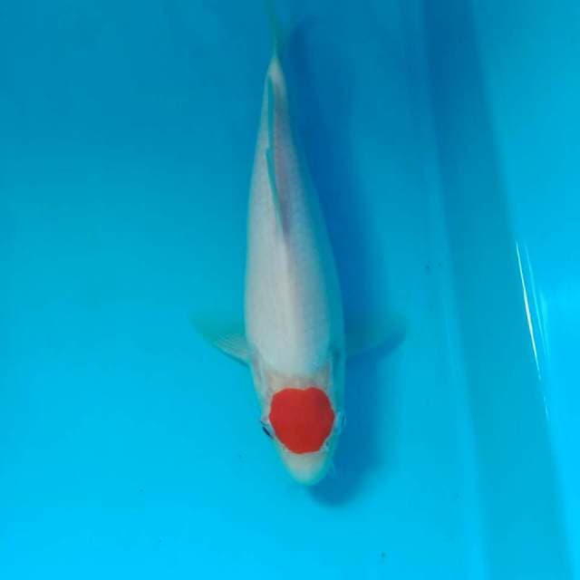 Original Tancho Kohaku 22 cm