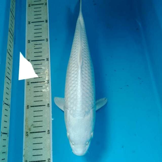 Platinum 36 cm