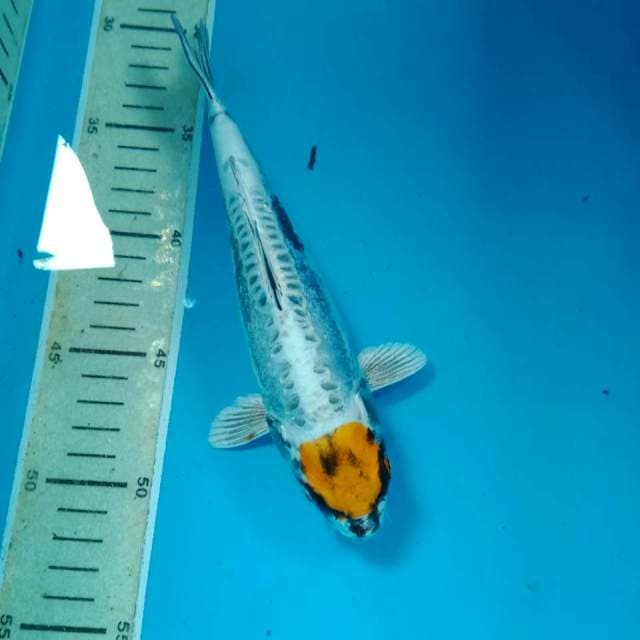 Tancho Kikokuryu 23 cm