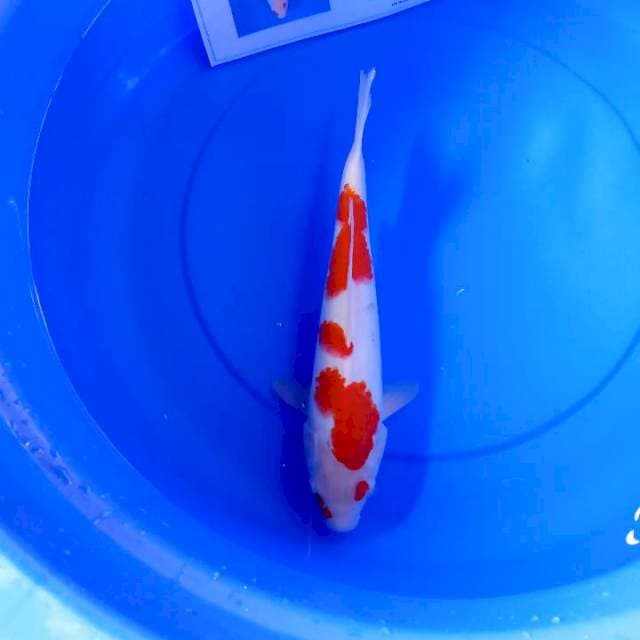 Kohaku tamaura import serty