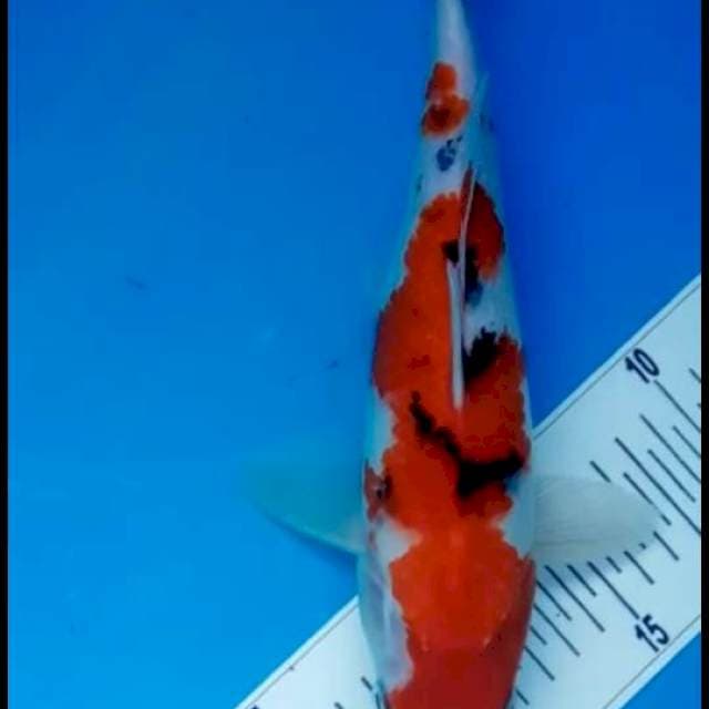Sanke menggoda 27cm