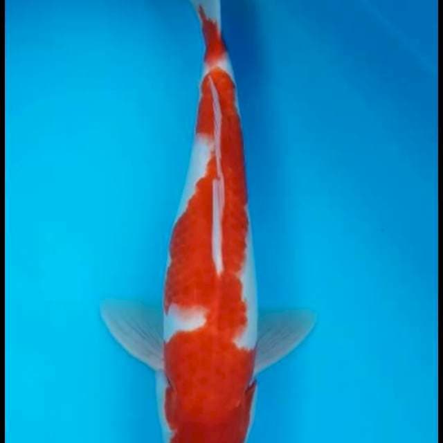 Kohaku mantabbb 30cm