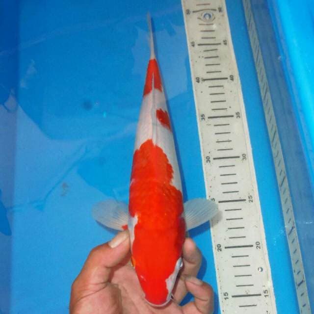 KOHAKU RAPI