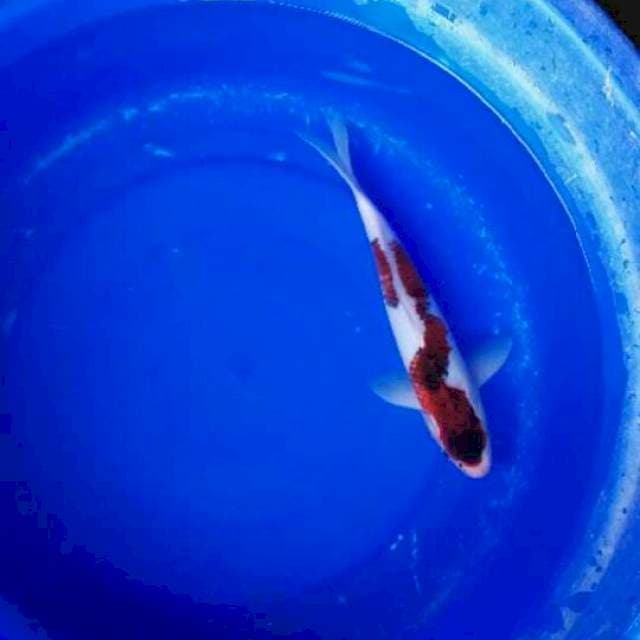 Koromo inazuma 30 cm