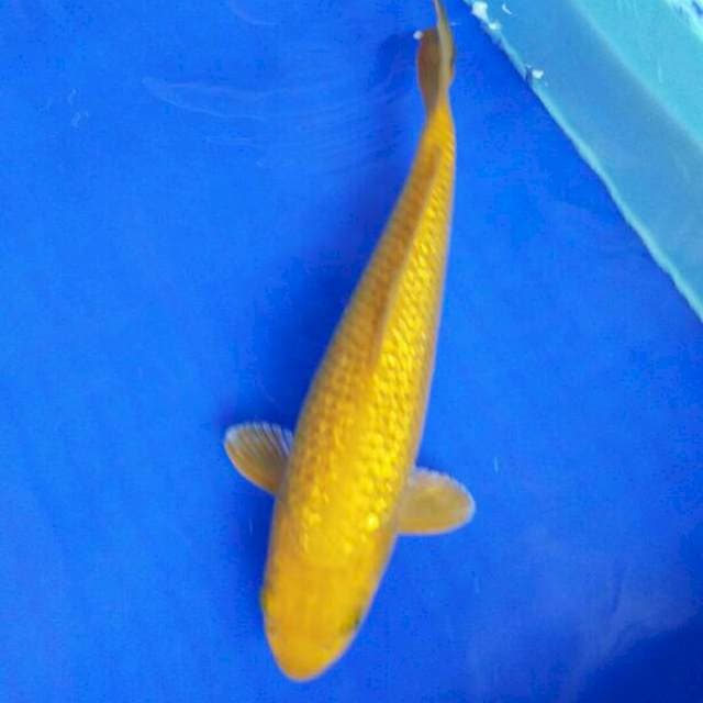 30cm MIDORI GINRIN