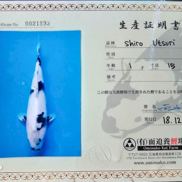 Shiro import omosako serty