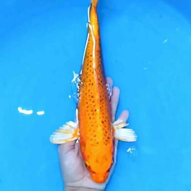 Kin Matsuba 29 cm