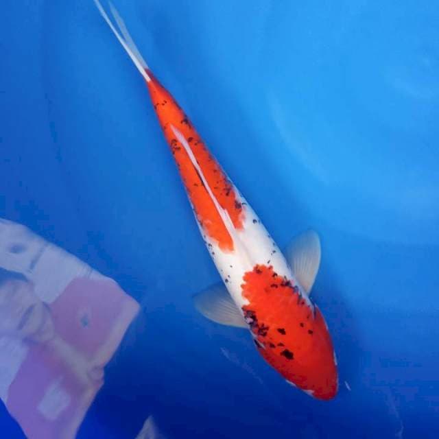 MatSUKAWABAKE