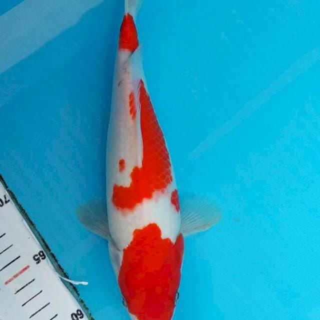 Kohaku 30cm
