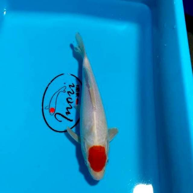 Tancho kohaku 23cm