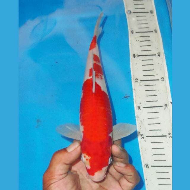 KOHAKU MERONA
