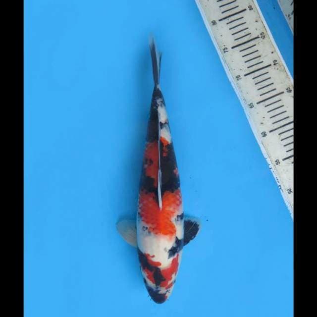 Showa Prospek Jumbo - 38cm Male