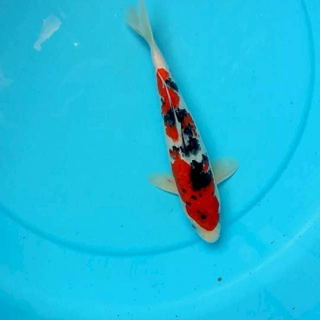 SQ Male