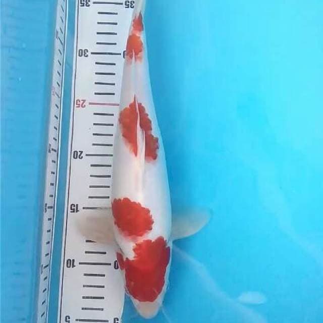 Kohaku gen Koromo ~33