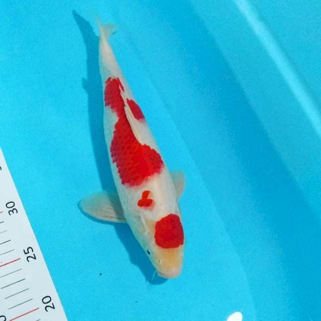 Kohaku male 34 cm bakat jumbo