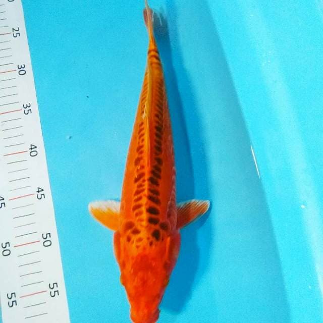 Mizuo bles male 36cm