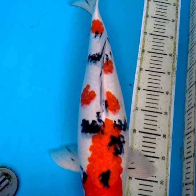 SANKE JUMBO ORIGINAL 55CM