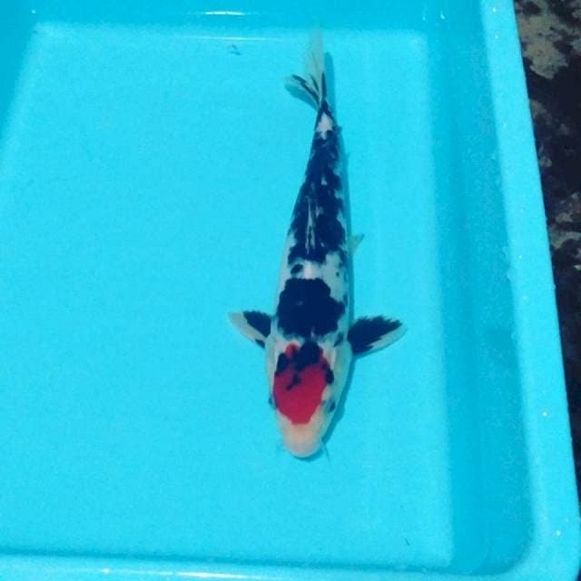 Tancho showa 27 cm