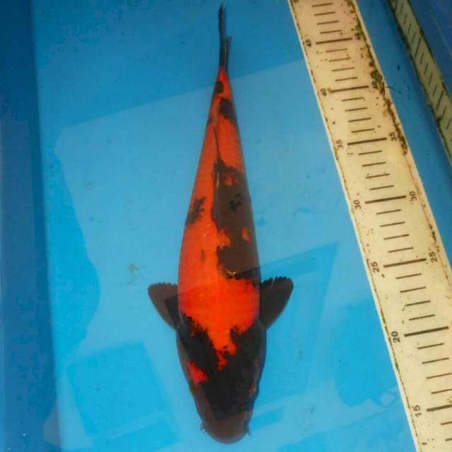 Hi utsuri HQ 30cm