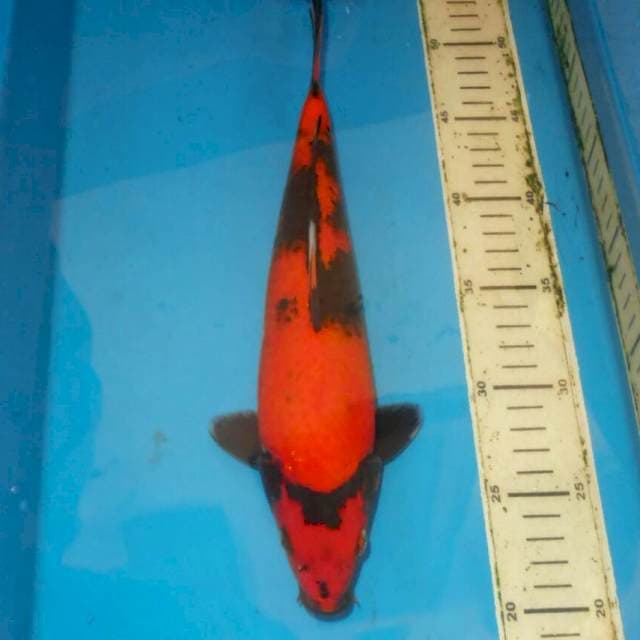 Hi utsuri SQ 28cm