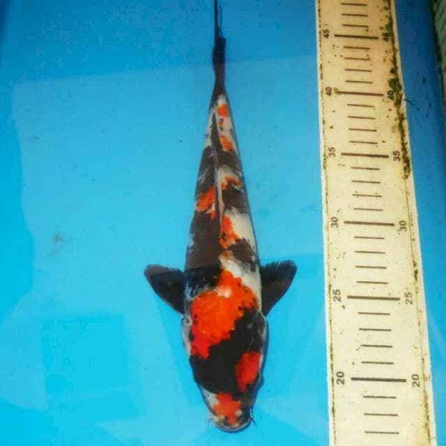 Showa HQ 27cm