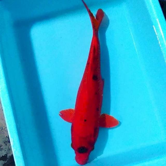 Tancho benigoi 35 cm
