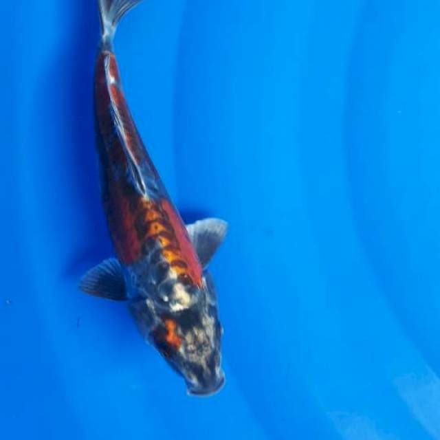 Kikoryu