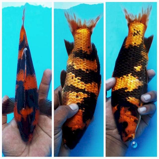 B. Hi Utsuri Tembus Perut #26cm