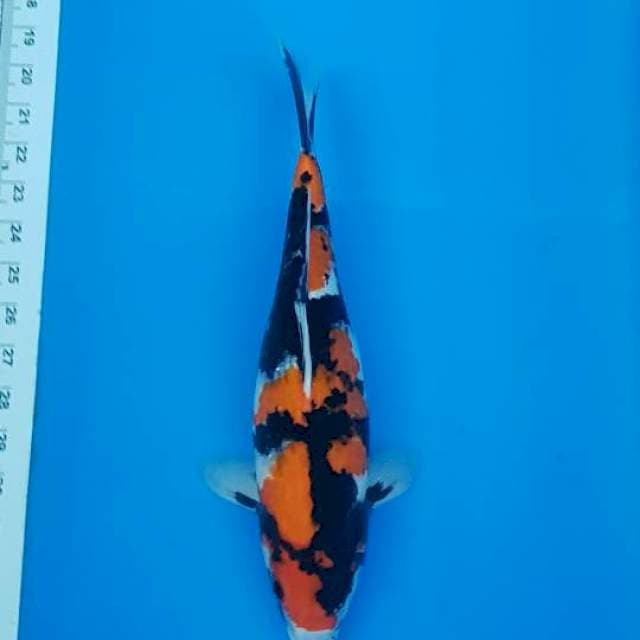Showa 35cm